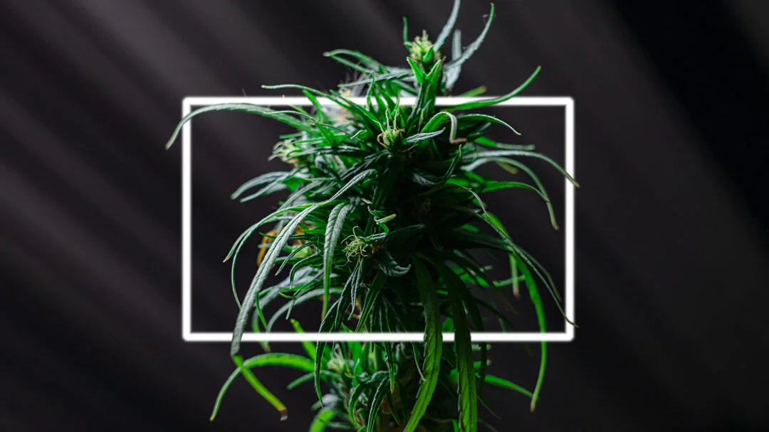 Flame fresh green medicinal plant cannabis blooming at black background close up, Marijuana plant with early flowers, sativa leaves