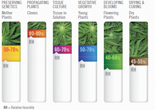 humidity for growing cannabis in Thailand