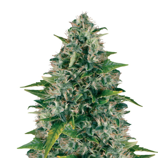 Royal Moby Cannabis Seed