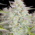 Wedding Cheesecake (Fast Buds)