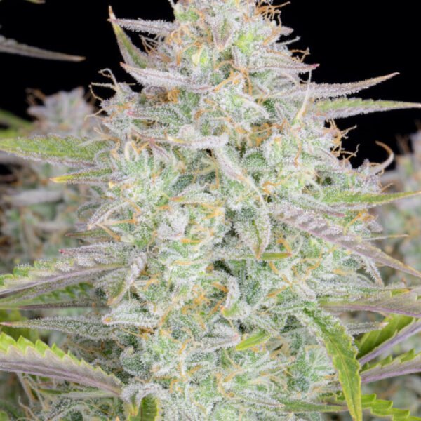 Wedding Cheesecake (Fast Buds)