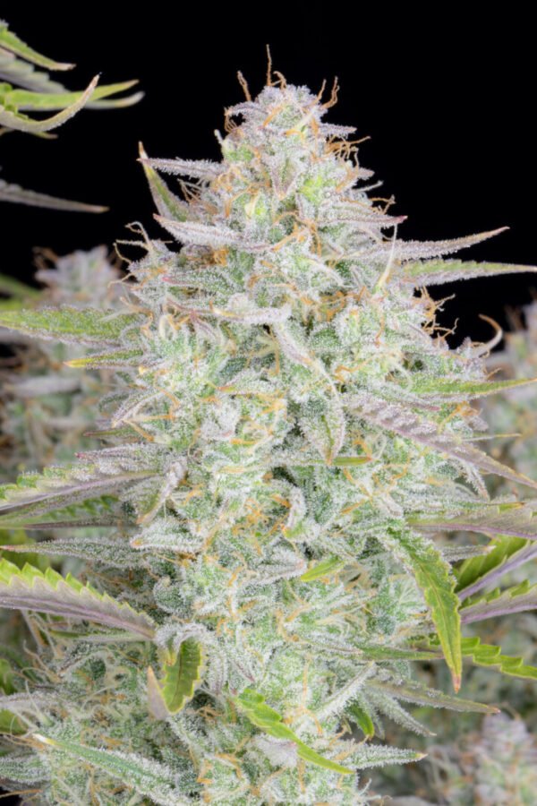Wedding Cheesecake (Fast Buds)