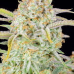 Bruce Banner Auto (Fast Buds)