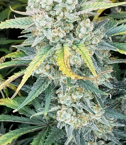 Original Auto AK (Fast Buds)