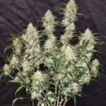 Zkittlez Auto (Fast Buds)