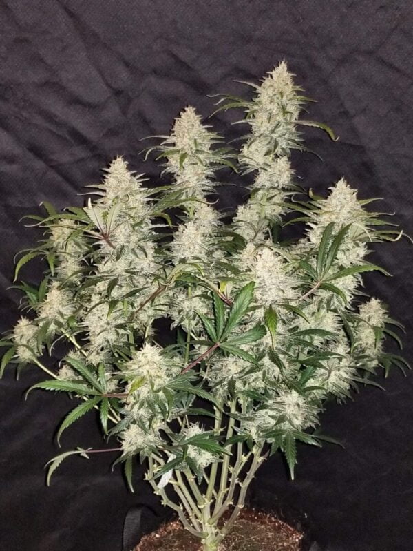 Zkittlez Auto (Fast Buds)