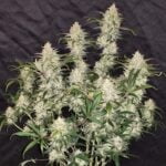 Zkittlez Auto (Fast Buds)