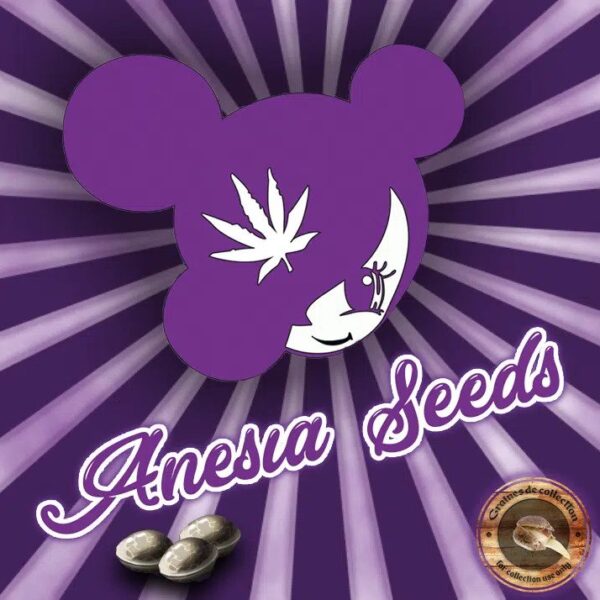 Anesia Seeds Thailand