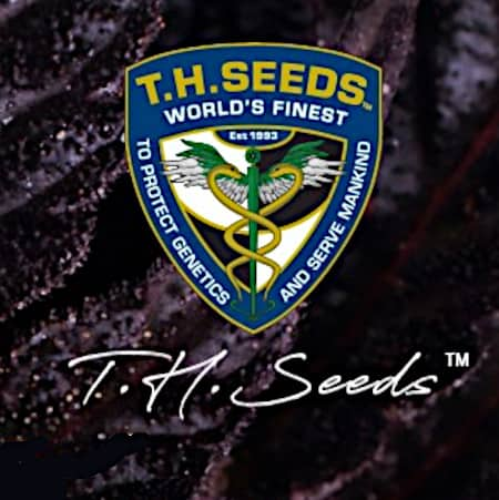 TH Seeds Thailand