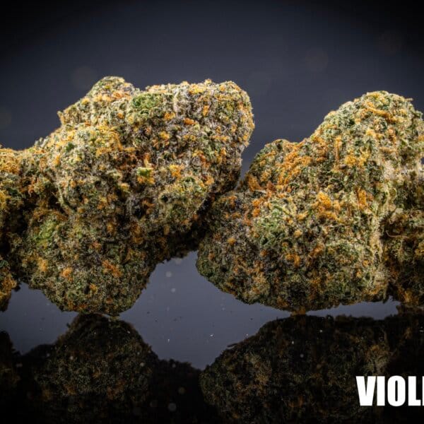 Violet Fog (Milehighdave Breeder Cut)