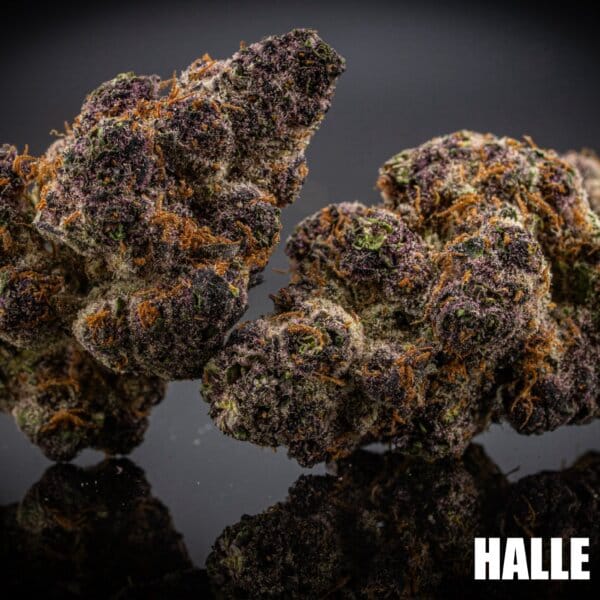 Halle Berry (Block Head Breeder Cut)