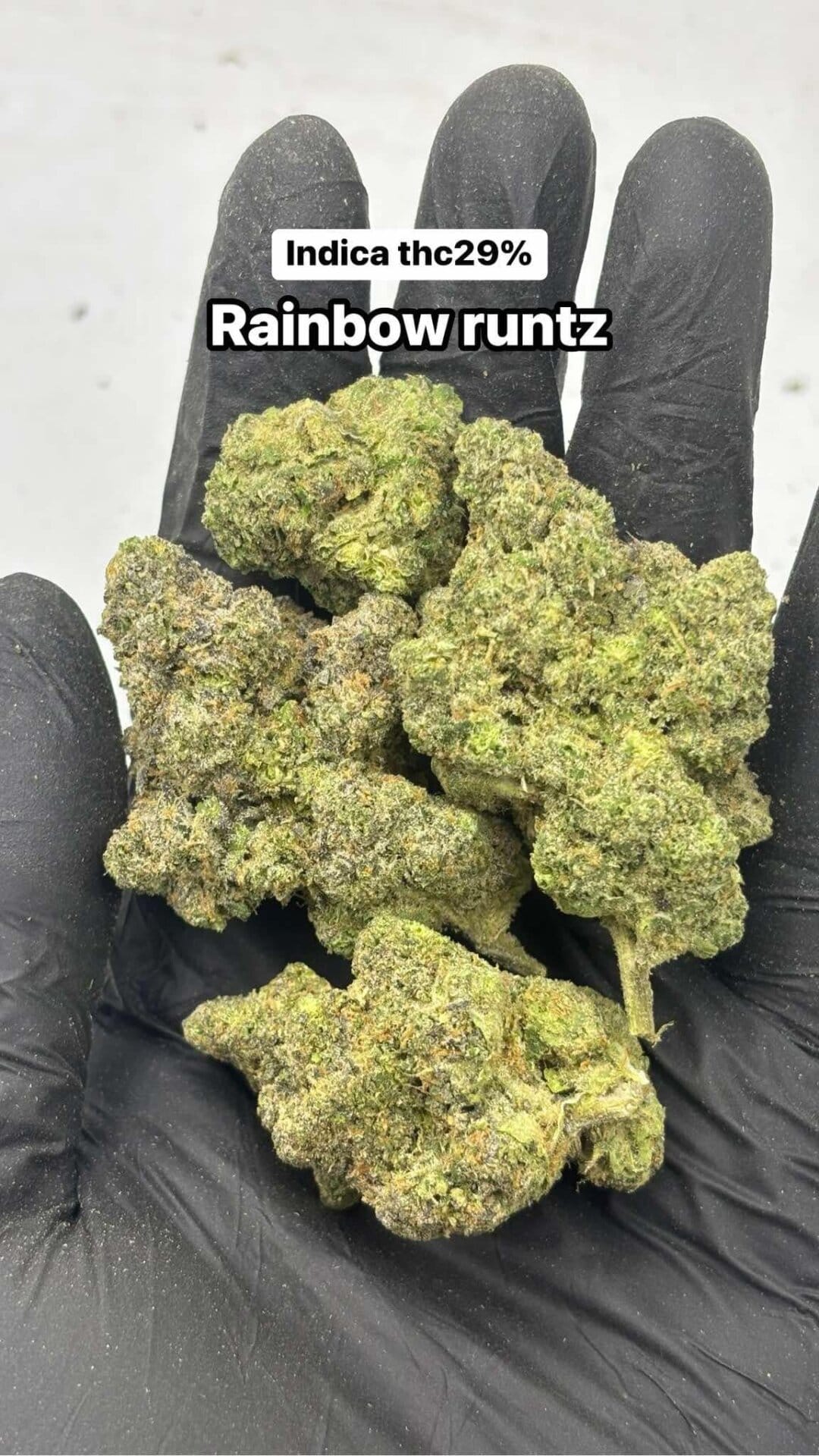 Rainbow Runtz - Cannabear Thailand