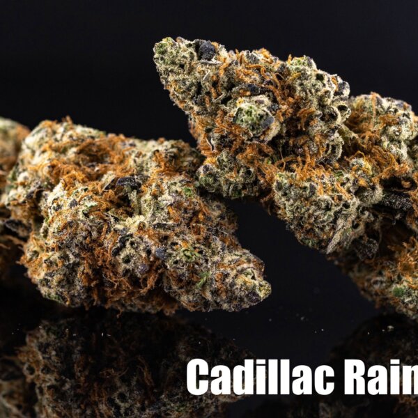 Cadillac Rainbow (Mitten Master Breeder Cut)
