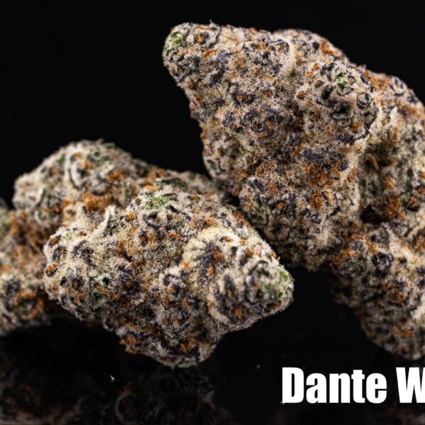 Dante Wrath 47 (Clear Water Genetics Breeder Cut)