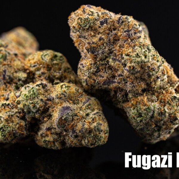 Fugazi Funk (Massive Yield Breeder Cut)