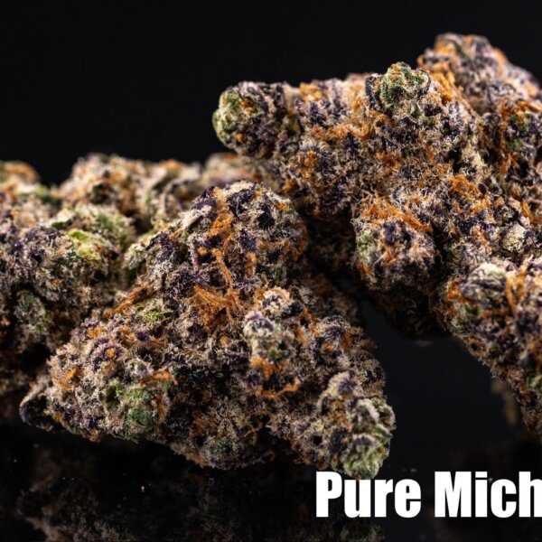 Pure Michigan (Maxyield Breeder Cut)