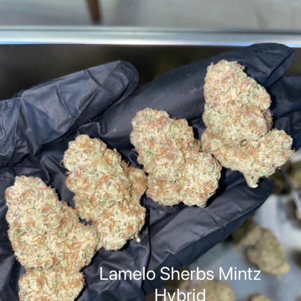 Lamelo Sherb Mint