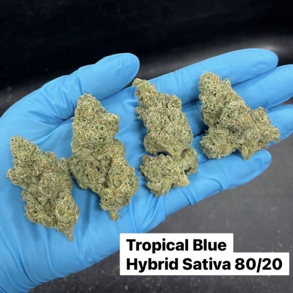 Tropical Blue