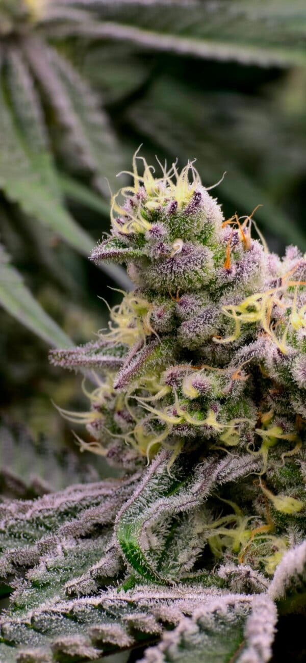 Dante's Wrath [Clearwater Cut) - Cannabear Thailand