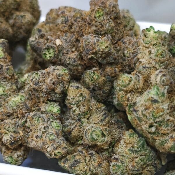 Hippie Crasher (Jungle Boys Breeder Cut) / Mini Size