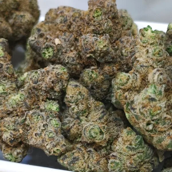 Hippie Crasher (Jungle Boys Breeder Cut) / Mini Size