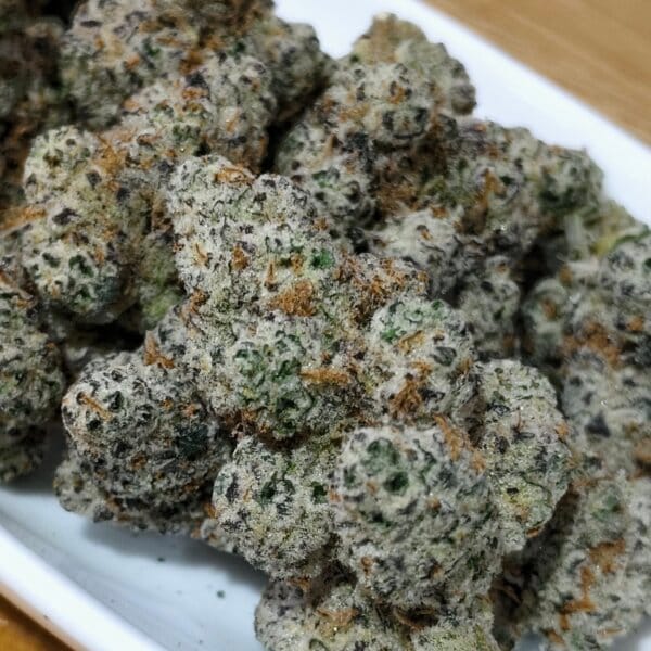 Oreo Blizzard (Tiki Breeder Cut)