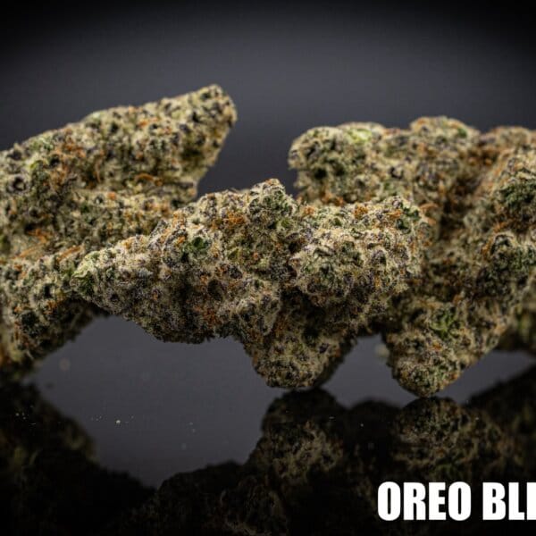 Oreo Blizzard (Tiki Breeder Cut)