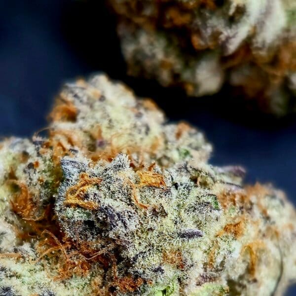 Dante's Wrath #47 (Clearwater Breeder Cut)