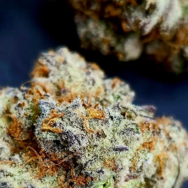 Dante's Wrath #47 (Clearwater Breeder Cut)