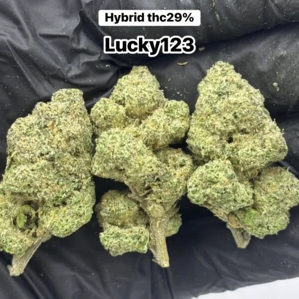 Lucky 123