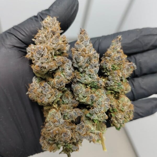 Halle Berry (Blockhead Cut) /(New Batch)