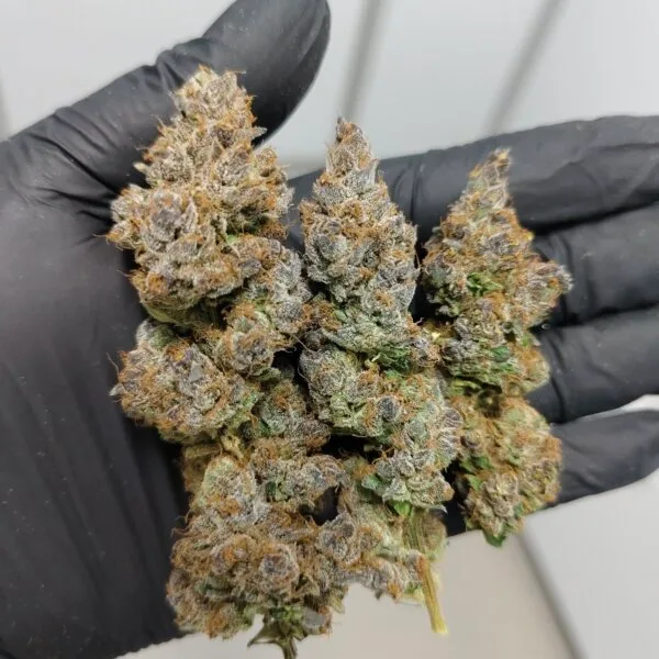 Halle Berry (Blockhead Cut) /(New Batch)